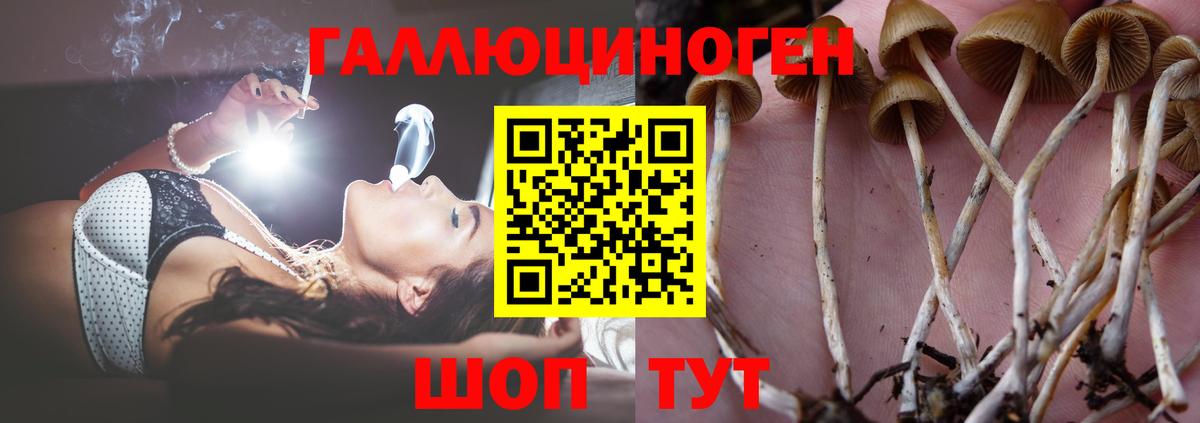 Красноармейск  Галлюциногенные грибы Psilocybe  Вход с VPN 